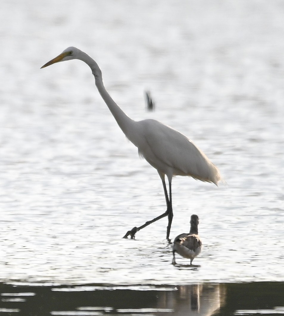 Чапля велика - ML646285286