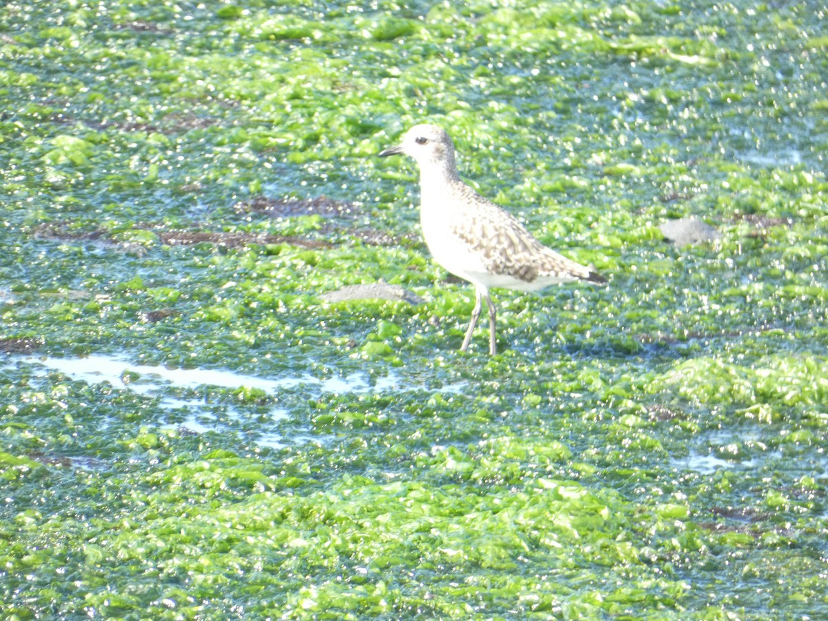 Коловодник строкатий - ML646285287