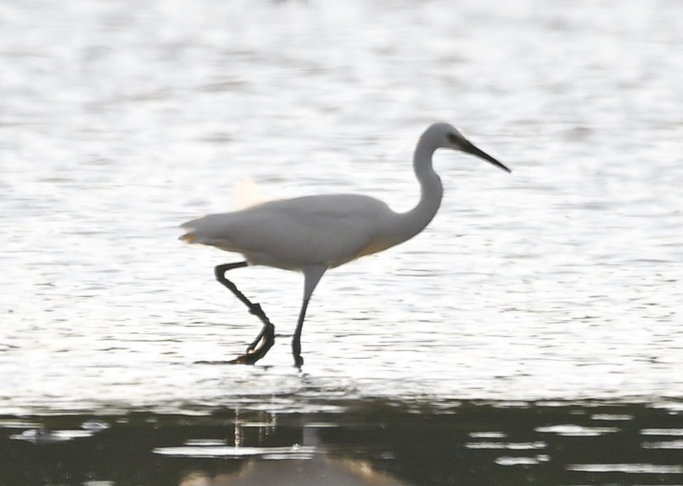 Чепура мала - ML646285288