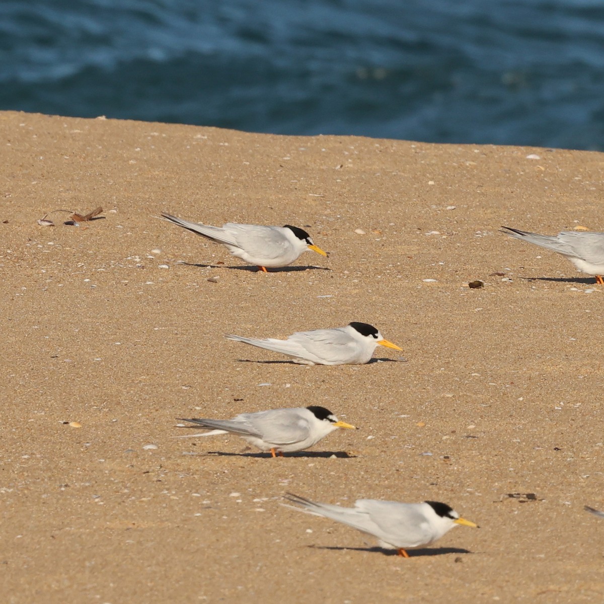 Крячок австралійський - ML646285289