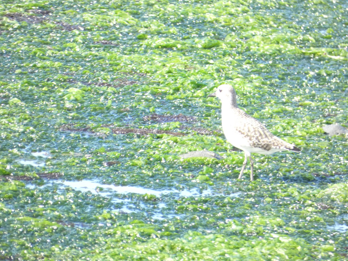 Коловодник строкатий - ML646285290