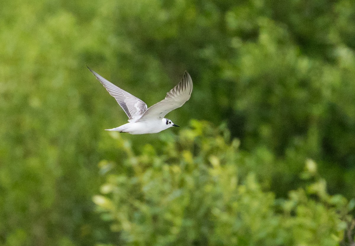 Крячок білокрилий - ML646285291