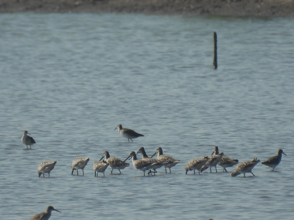 Неголь азійський - ML646285292