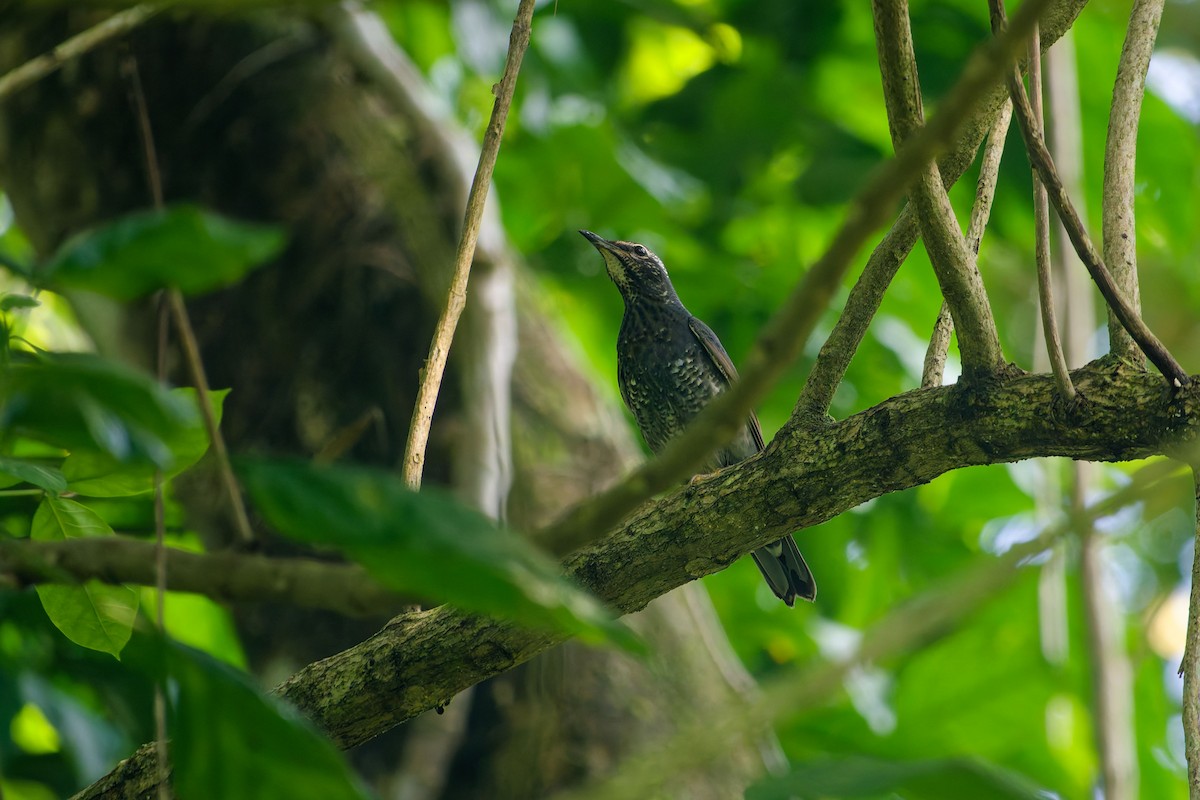 マミジロ - ML646285293