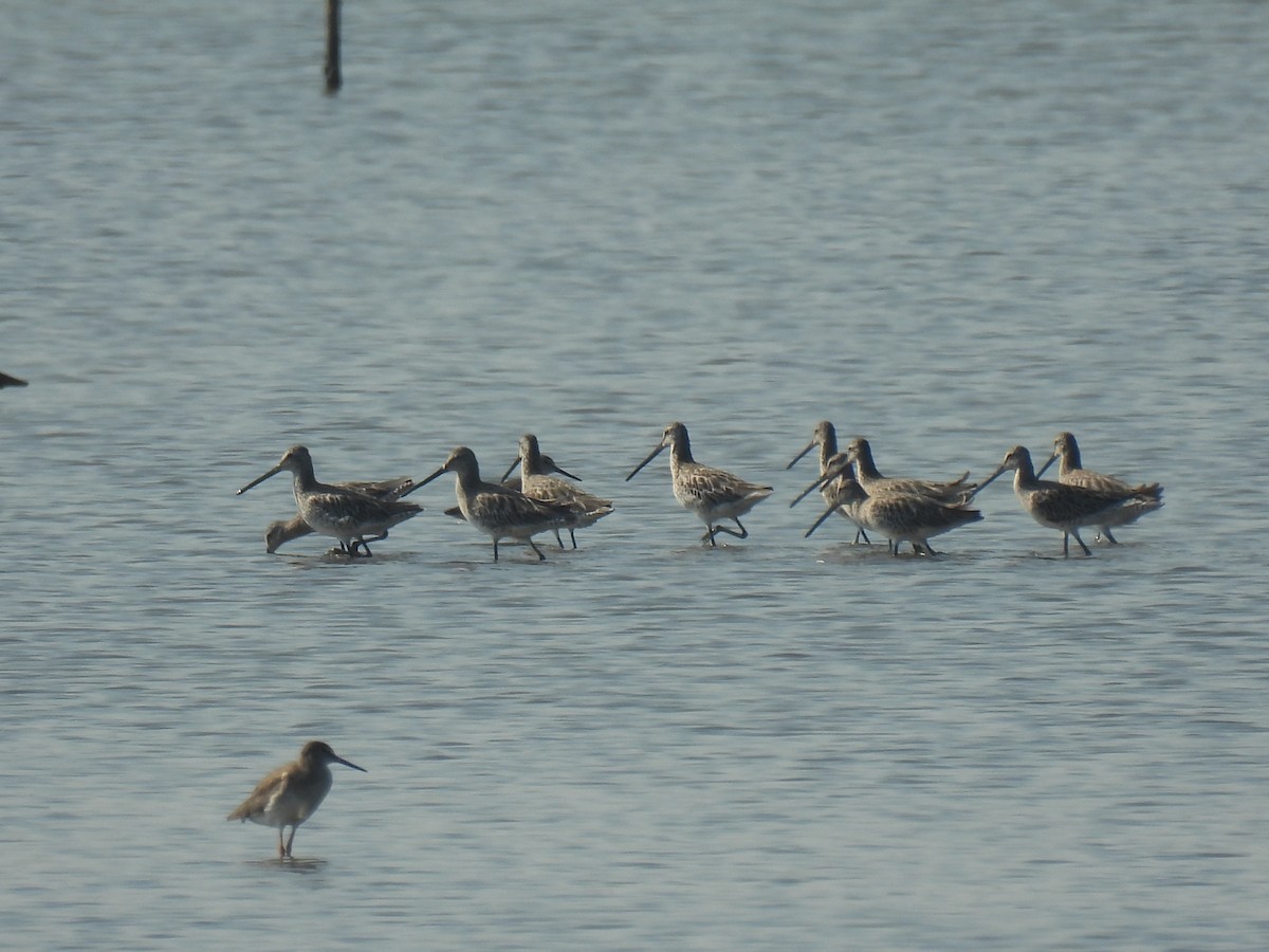 Неголь азійський - ML646285294