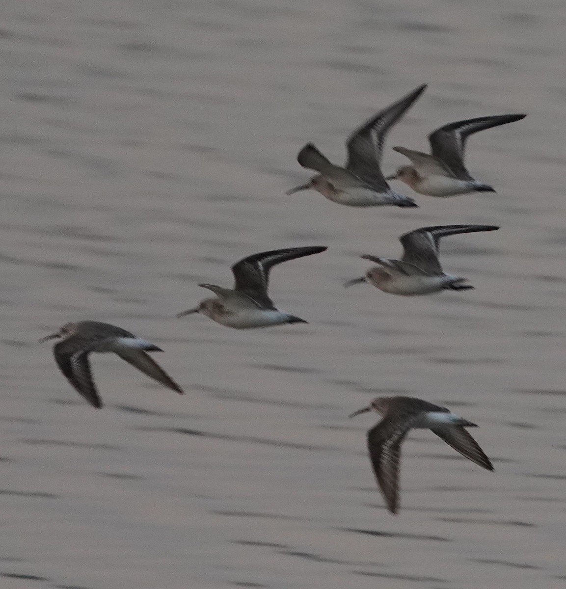 Побережник червоногрудий - ML646285295