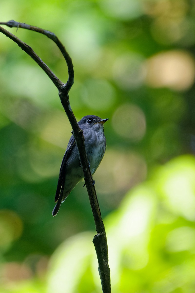 Мухоловка сибірська - ML646285305