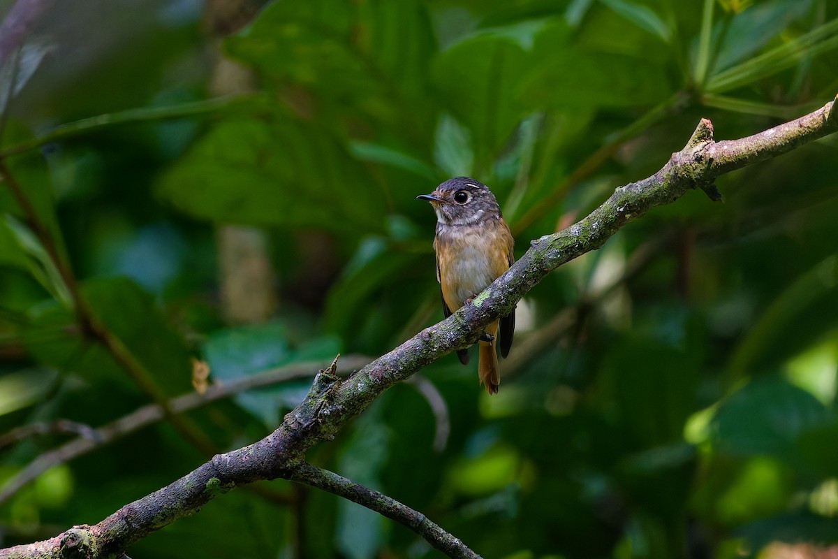 Мухоловка руда - ML646285306