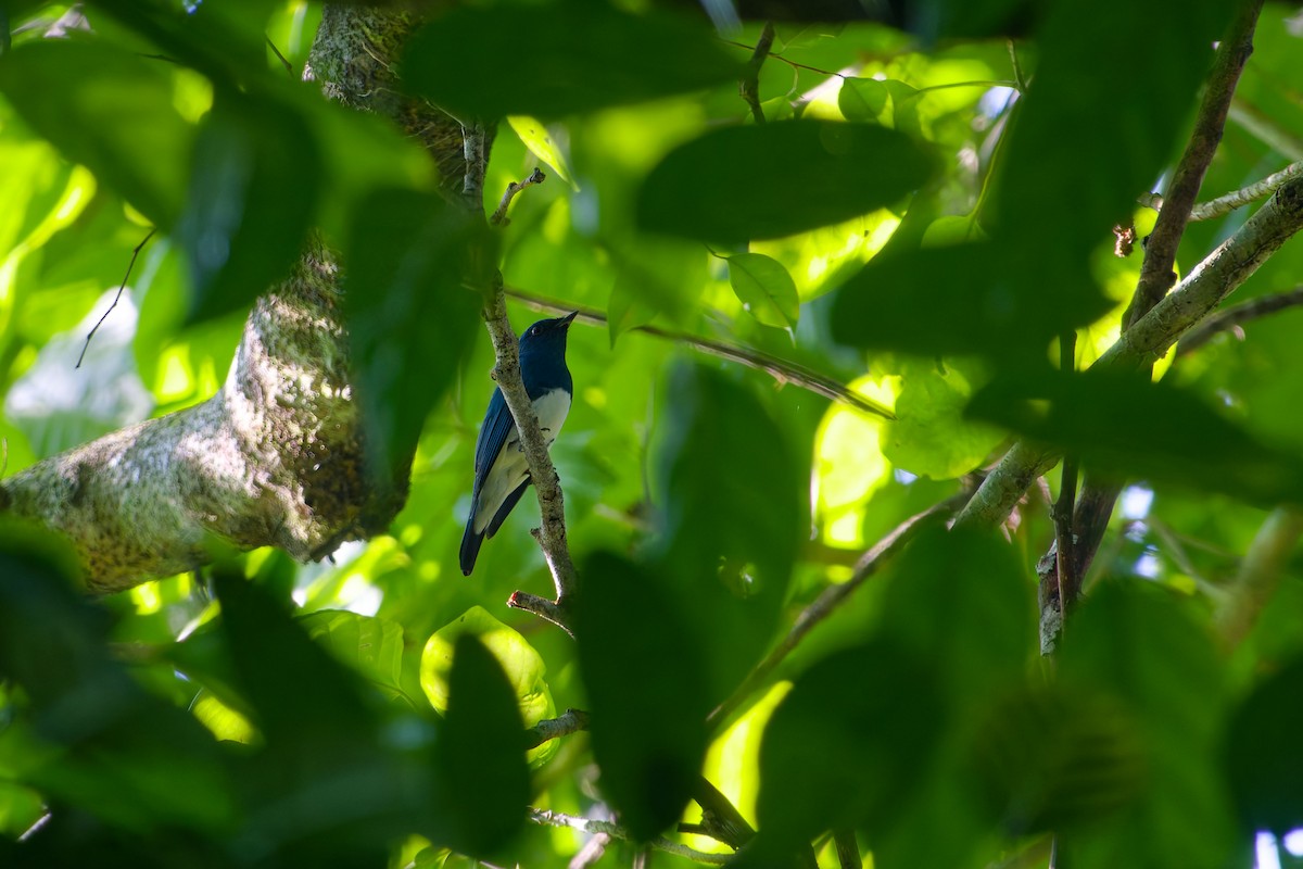 turkisfluesnapper - ML646285307