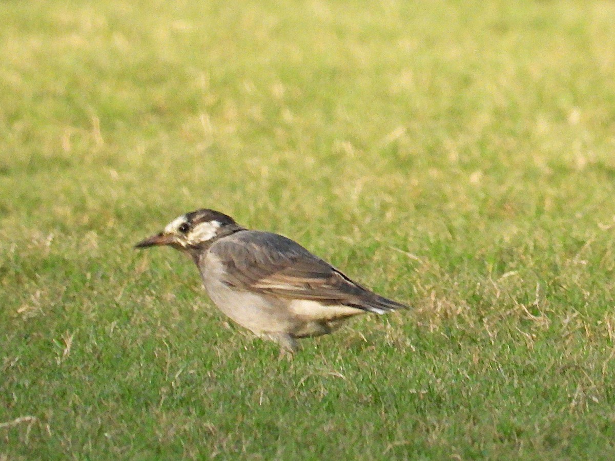 sotstær - ML646285309