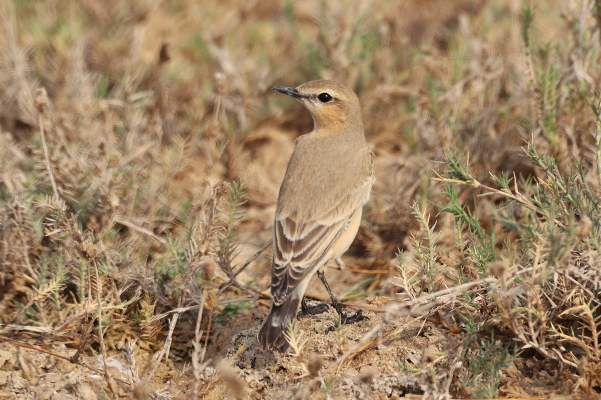 isabellasteinskvett - ML646285310