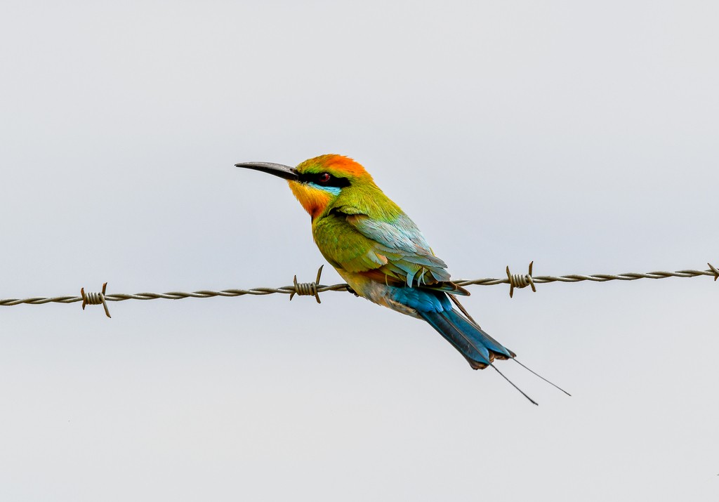 regnbuebieter - ML646285311