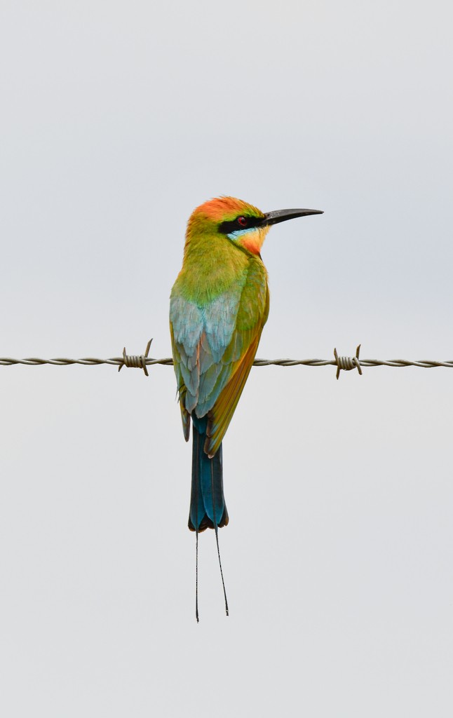 regnbuebieter - ML646285312