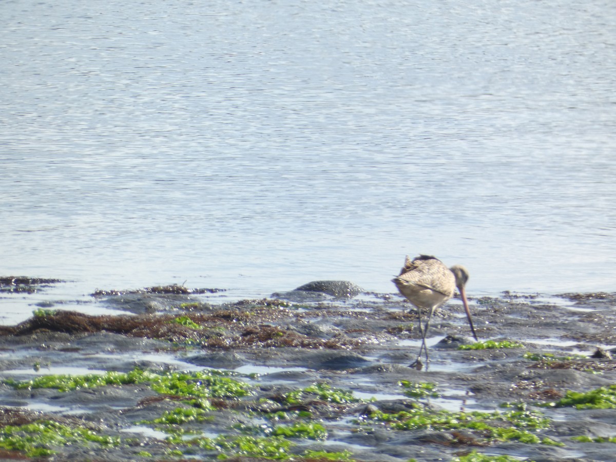 kanelspove - ML646285313