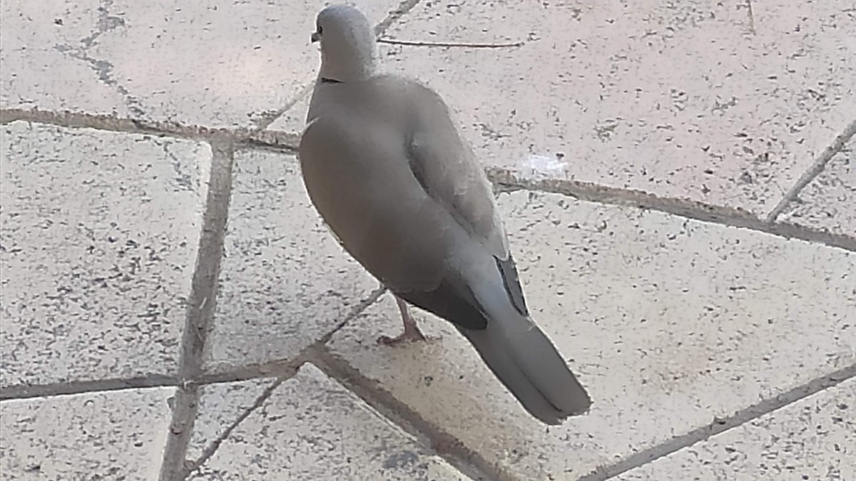 tyrkerdue - ML646285314