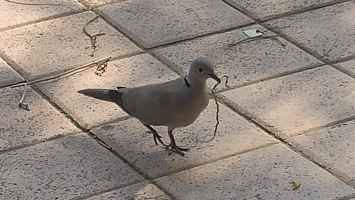 tyrkerdue - ML646285315