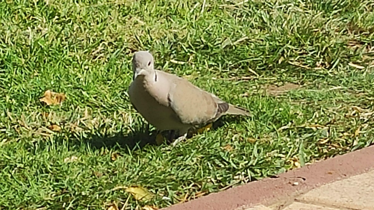 tyrkerdue - ML646285316