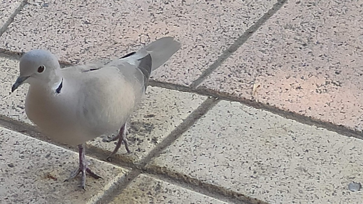 tyrkerdue - ML646285317