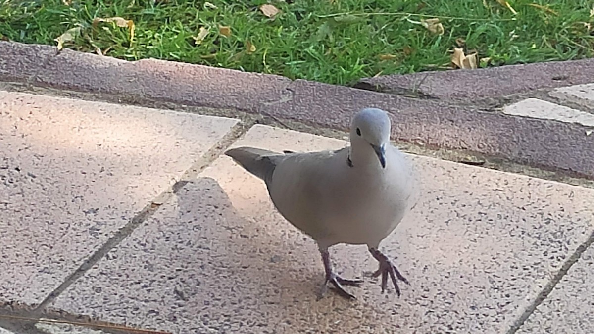 tyrkerdue - ML646285318