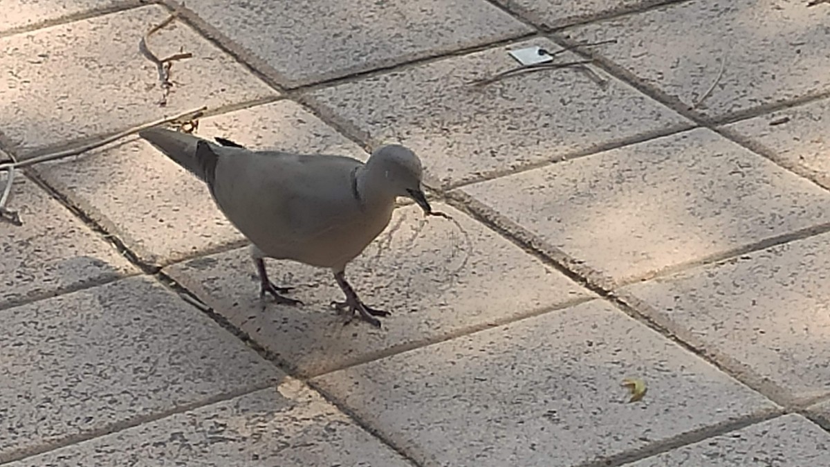 tyrkerdue - ML646285319