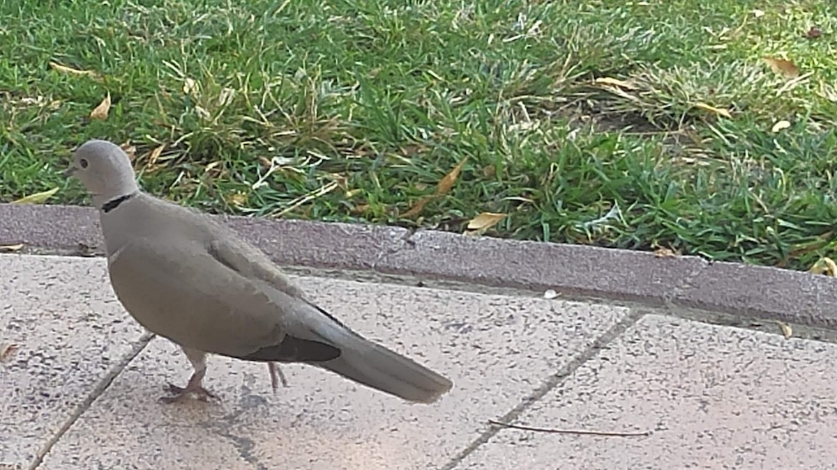 tyrkerdue - ML646285320