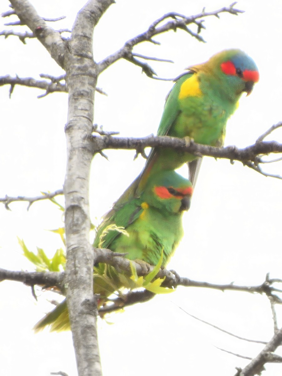 moskuslori - ML646285321