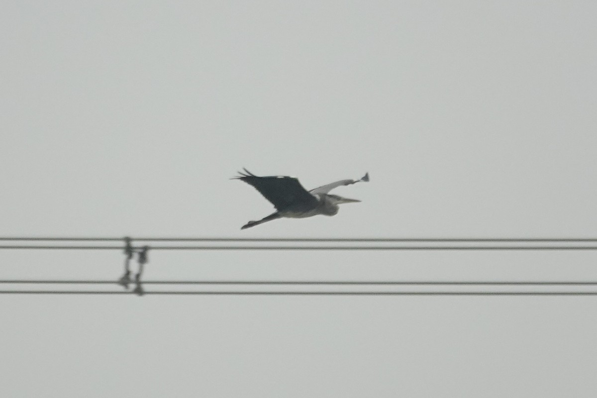 gråhegre - ML646285323