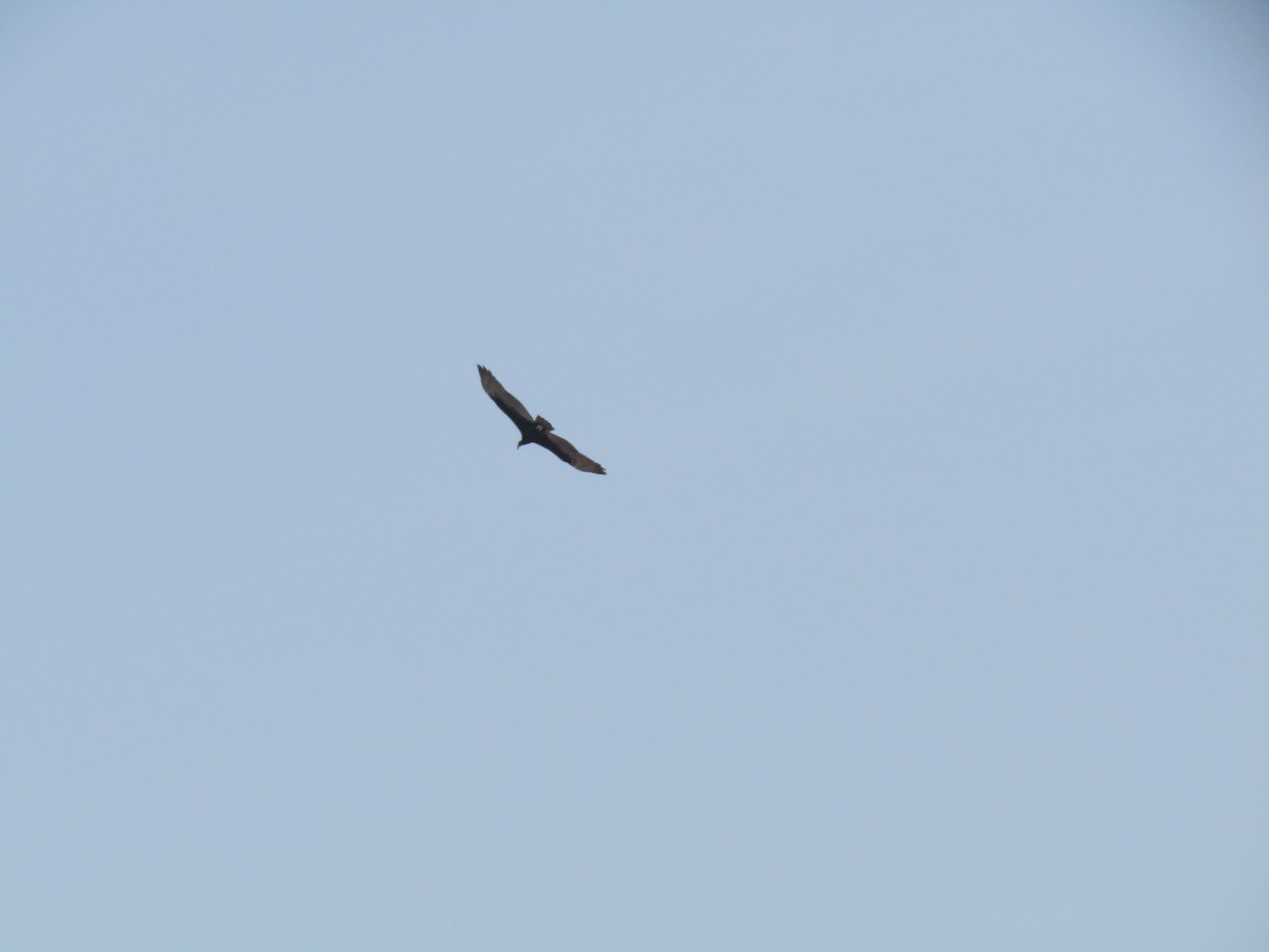 kalkunkondor - ML646285324