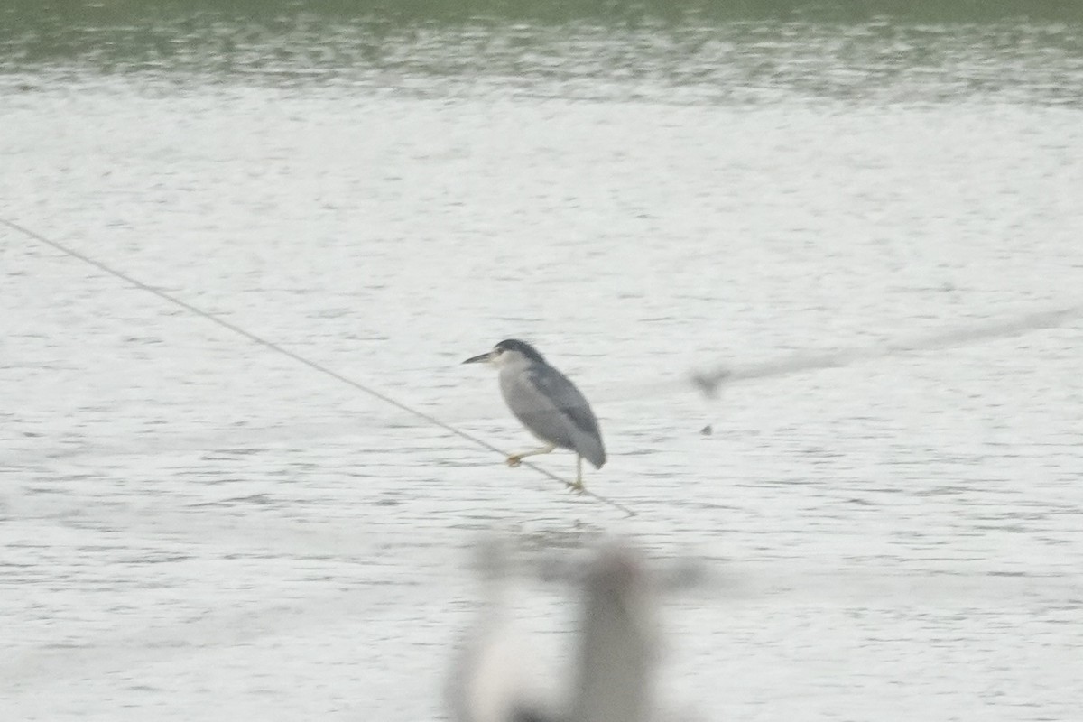 natthegre - ML646285327