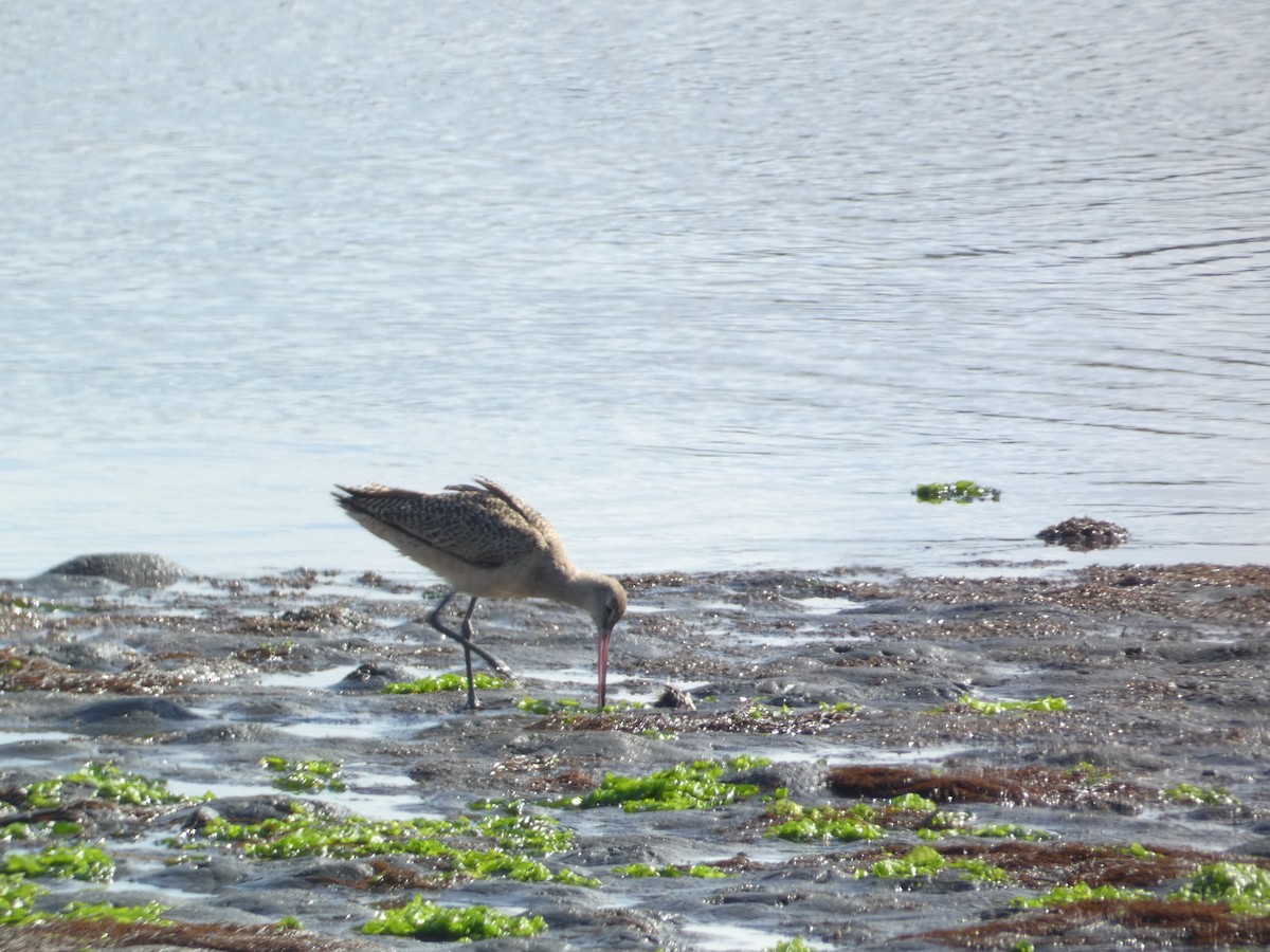 kanelspove - ML646285328