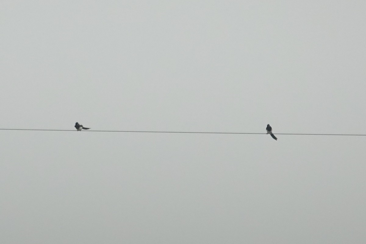 orientskjære - ML646285329