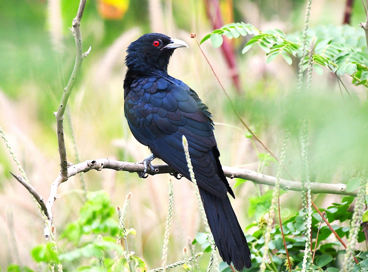 grønnebbkoel - ML646285331