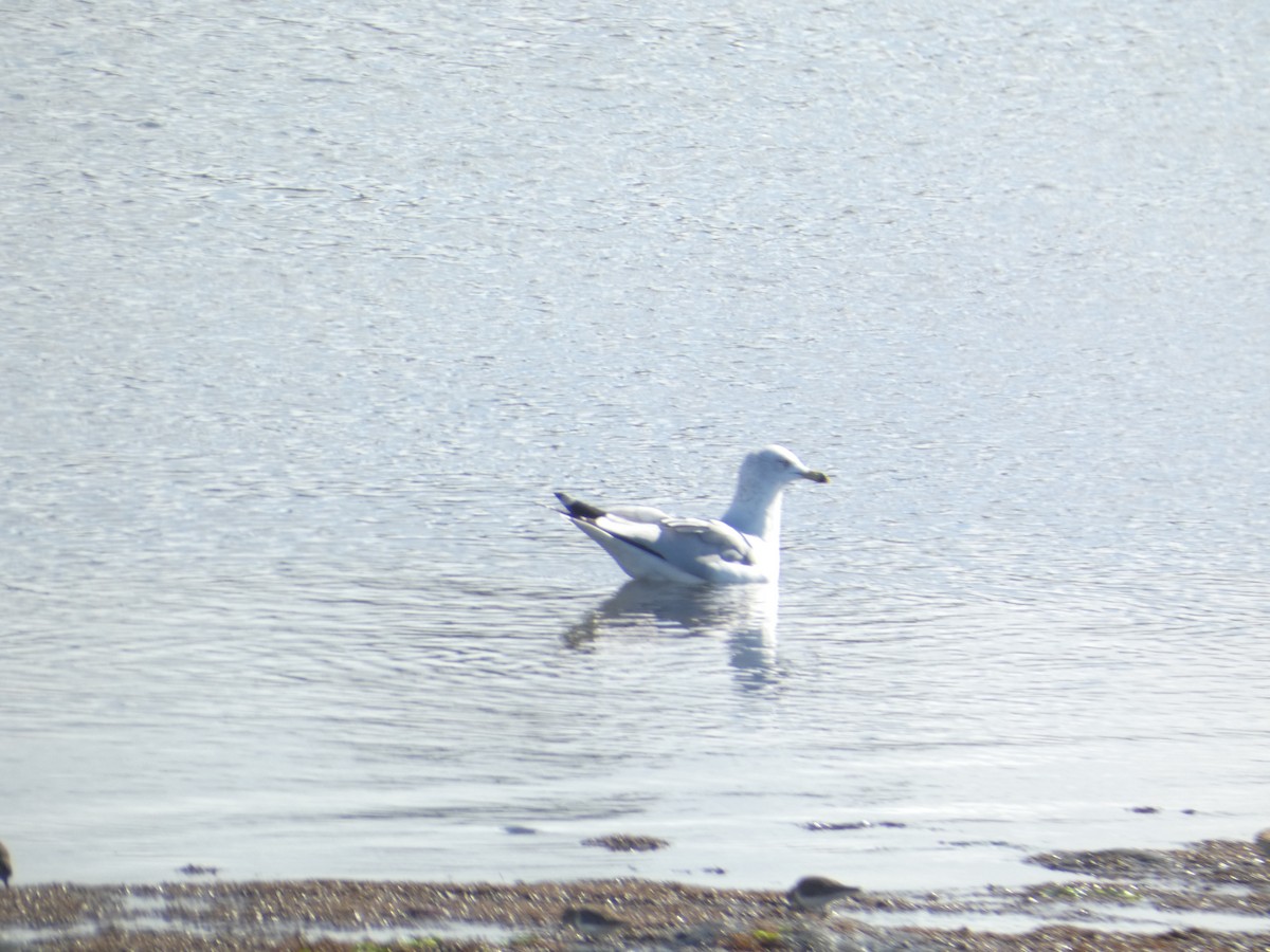 ringnebbmåke - ML646285332