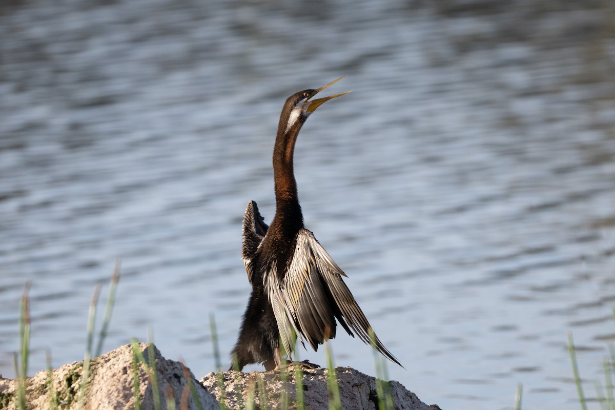 australslangehals - ML646285334