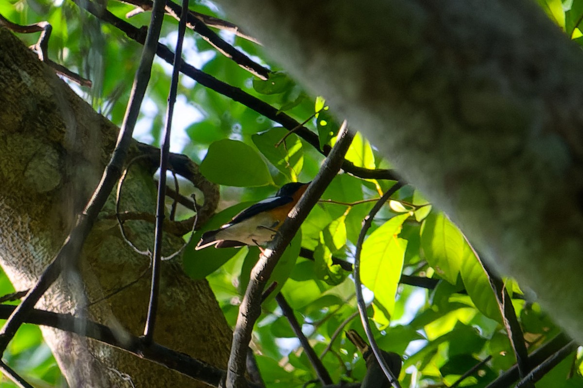 mugimakifluesnapper - ML646285339