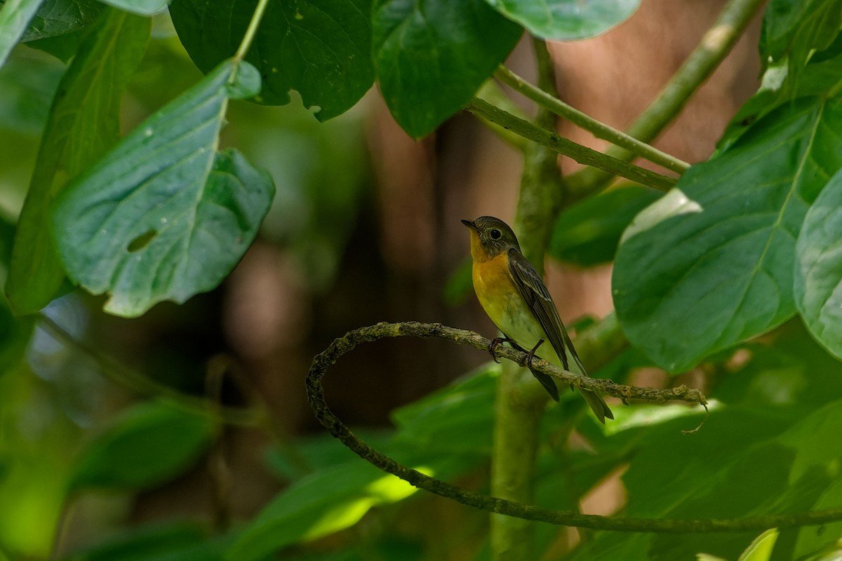 mugimakifluesnapper - ML646285340