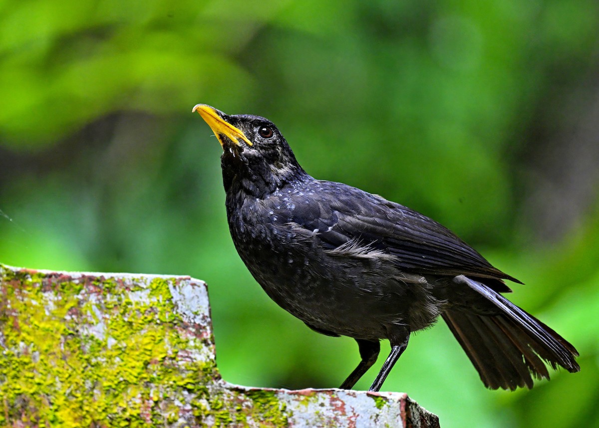 Blue Whistling-Thrush - ML646285341