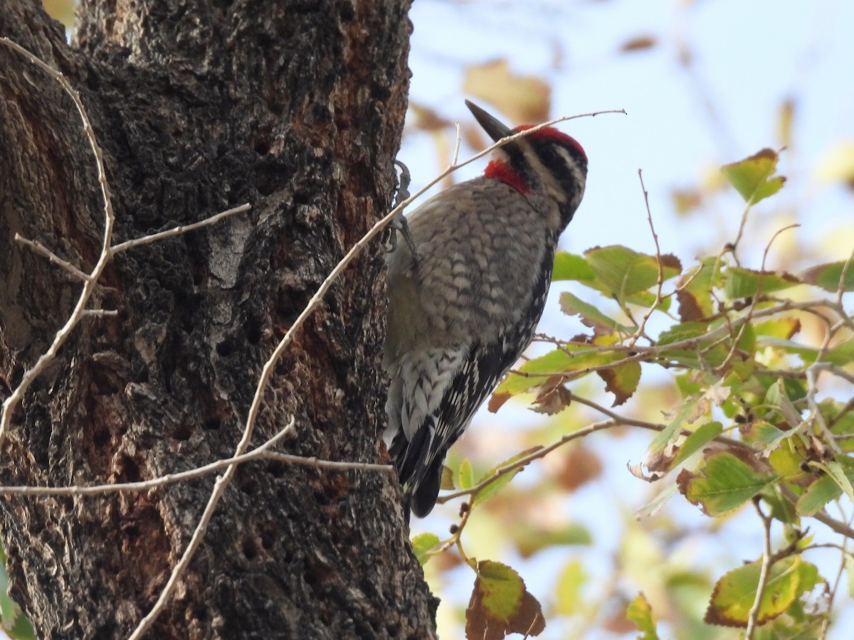 Pic à nuque rouge - ML646285345
