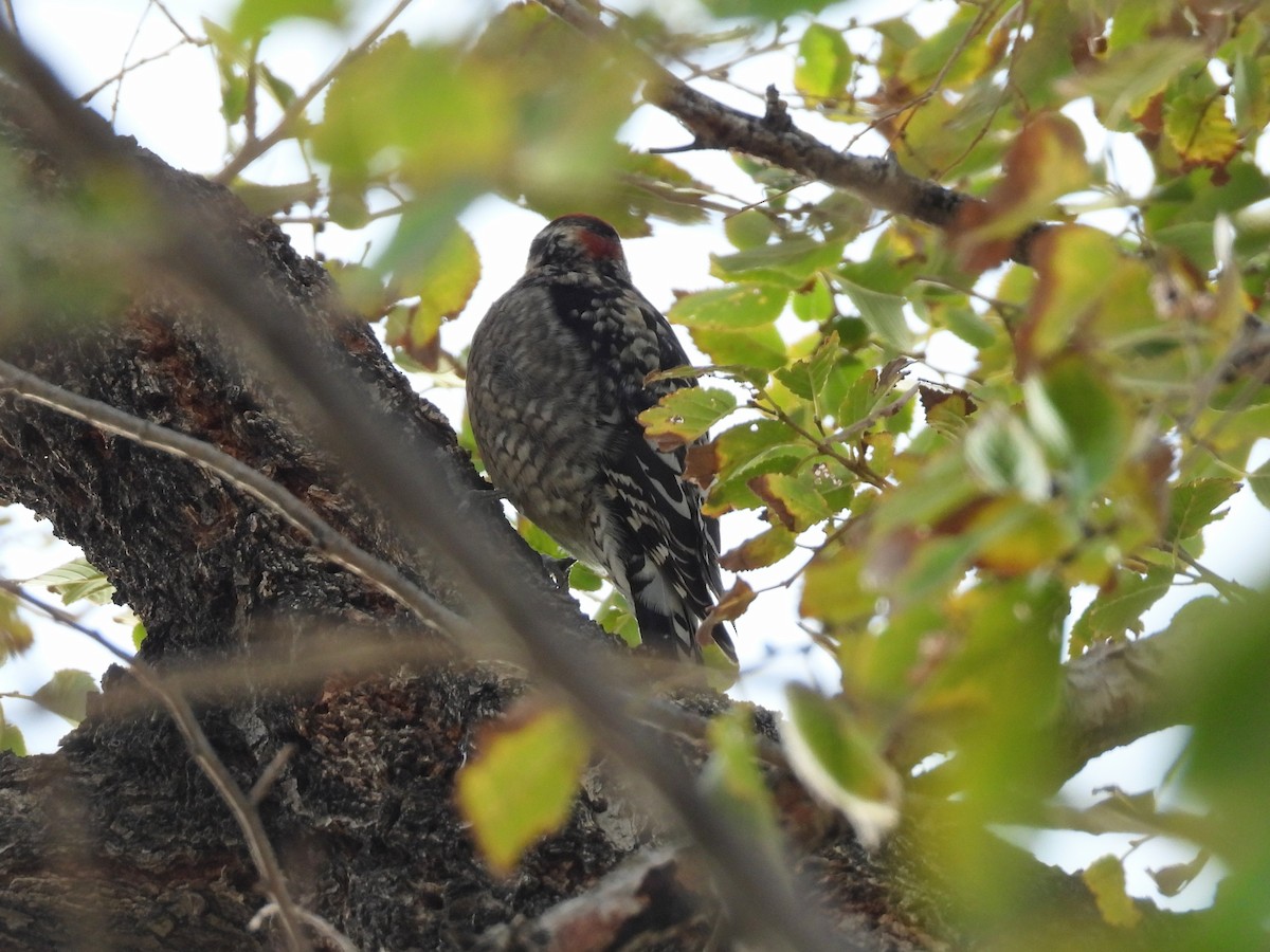 Pic à nuque rouge - ML646285346