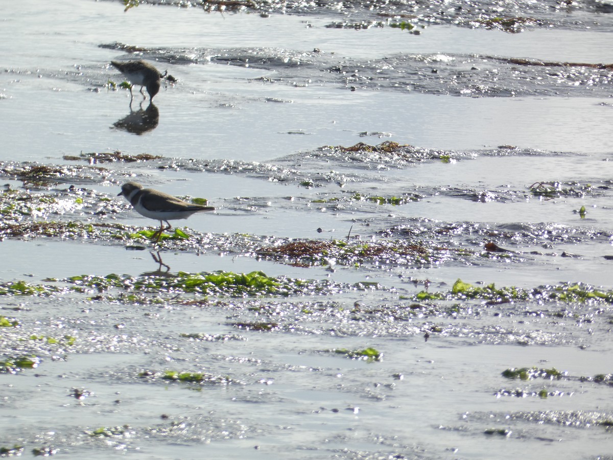 Pluvier semipalmé - ML646285348