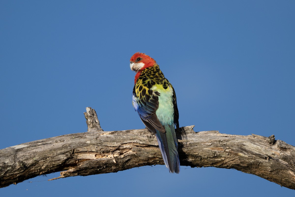 Perruche omnicolore - ML646285349