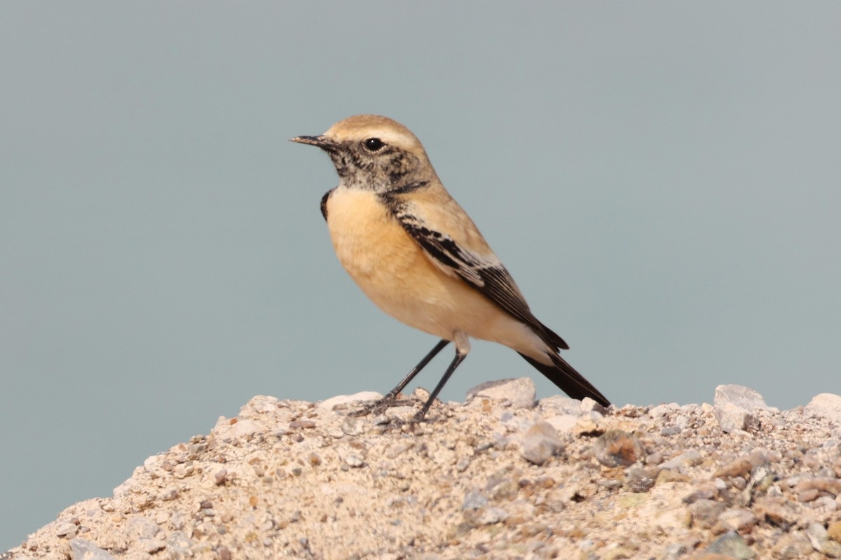 Traquet du désert - ML646285353