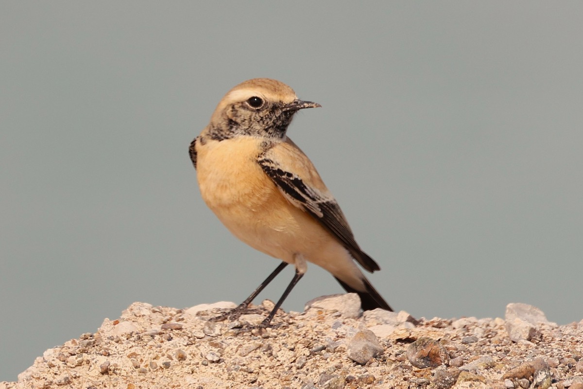 Traquet du désert - ML646285354