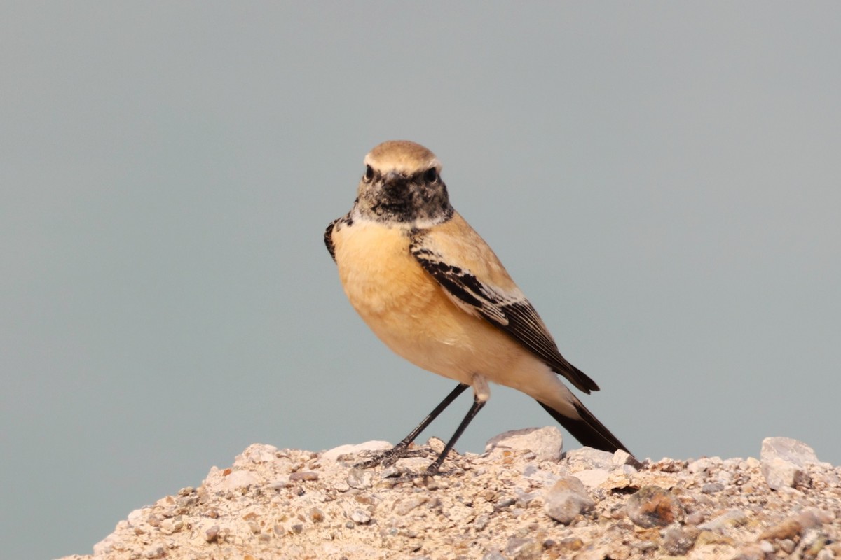 Desert Wheatear - ML646285355