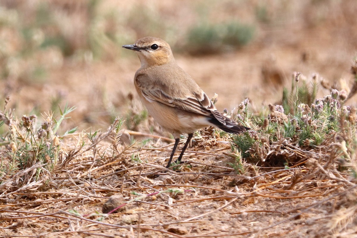 Traquet isabelle - ML646285357