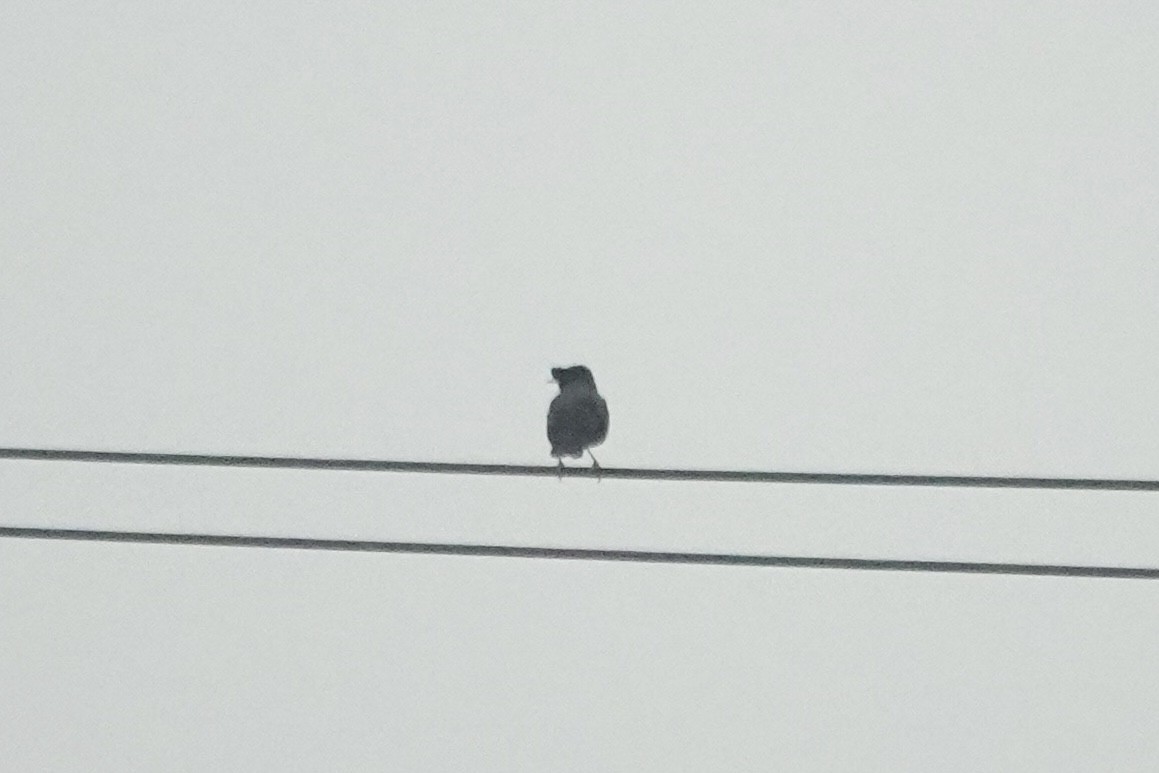 Martin huppé - ML646285358