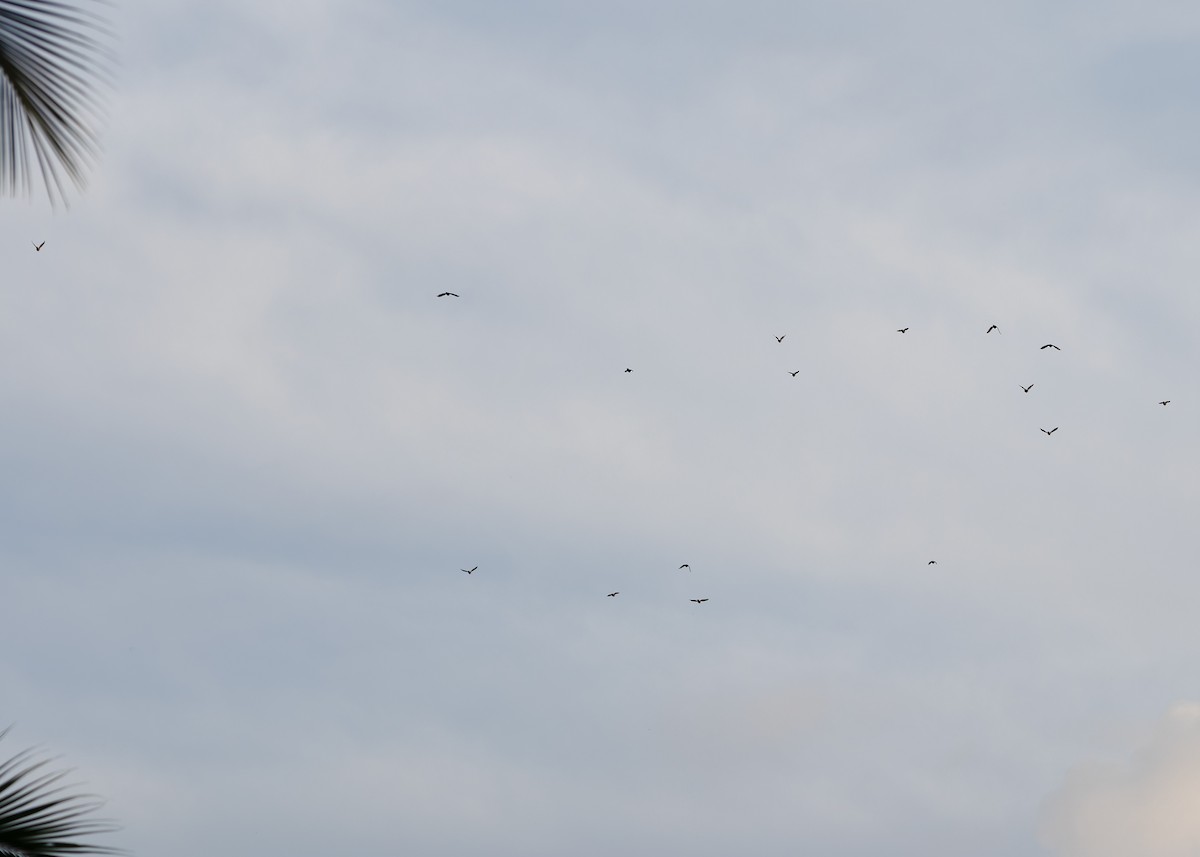 Carpophage à manteau brun - ML646285359