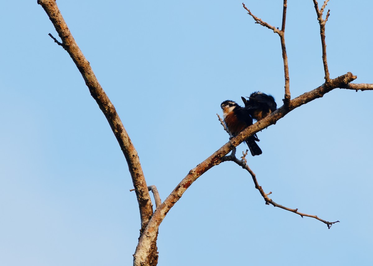 Fauconnet moineau - ML646285360