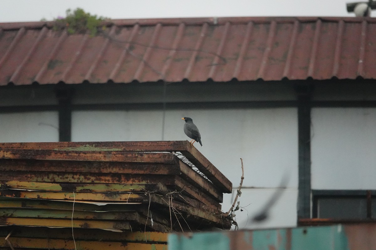 Martin de Java - ML646285361