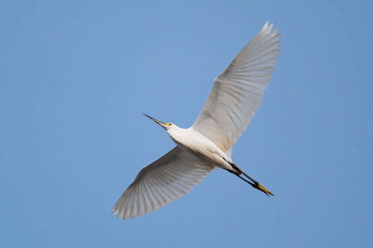 Aigrette neigeuse - ML646285362